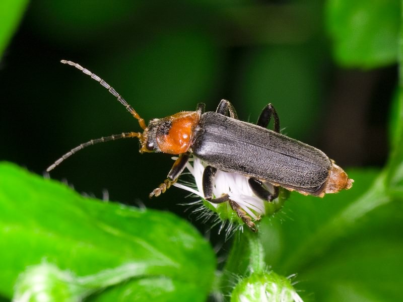 Cantharis fusca Linnaeus, 1758